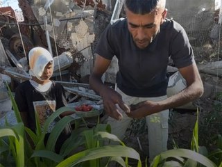 Displaced Gaza farmer grows vegetables amid dire shortages