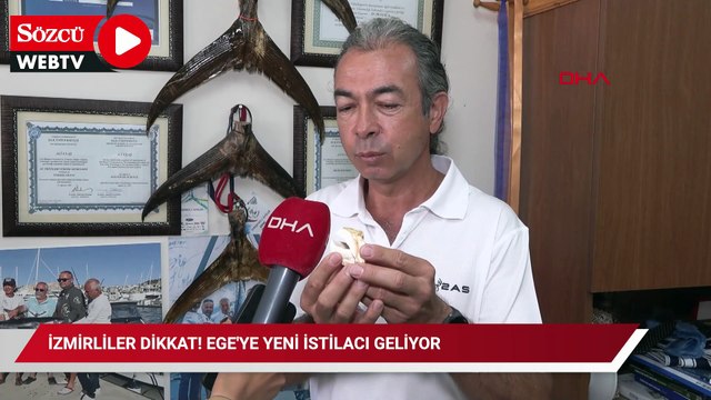 Ne balon balığı ne aslan balığı: İzmirliler dikkat! Ege'ye yeni istilacı geliyor