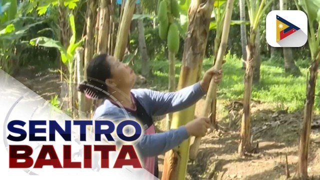Mga magsasaka sa Esperanza, Agusan del Sur, natulungan na madagdagan ang kabuhayan sa pamamagitan ng USAD Program | ulat ni Jireh Saludar - PTV Agusan del Sur