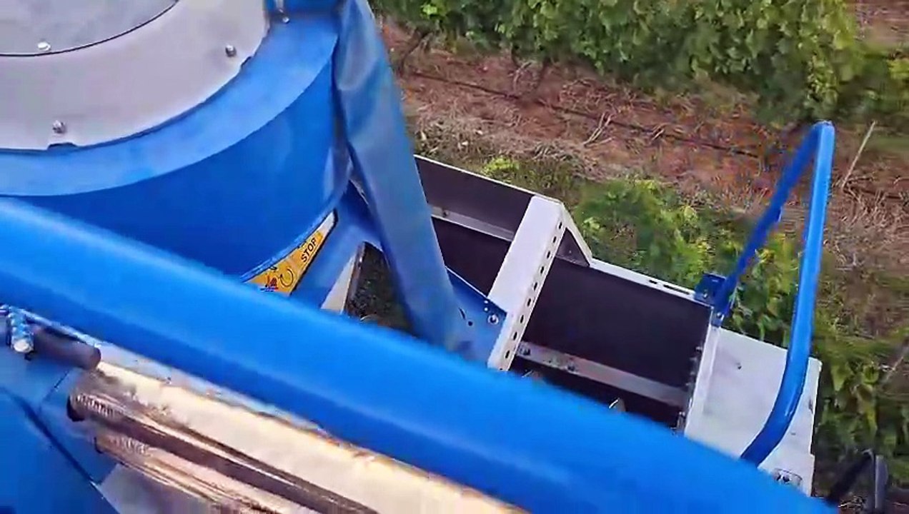 Premières vendanges en Sud Ardèche à Beaulieu le 8 août 2025