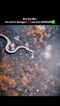 Scarface, the famous lion from Kenya’s Maasai Mara National Reserve, died on June 11, 2021 at the age of 13 or 14. He died from natural causes, likely due to old age and starvation. . . . #lionking #lion #d