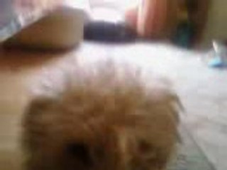 chien c'est le mien