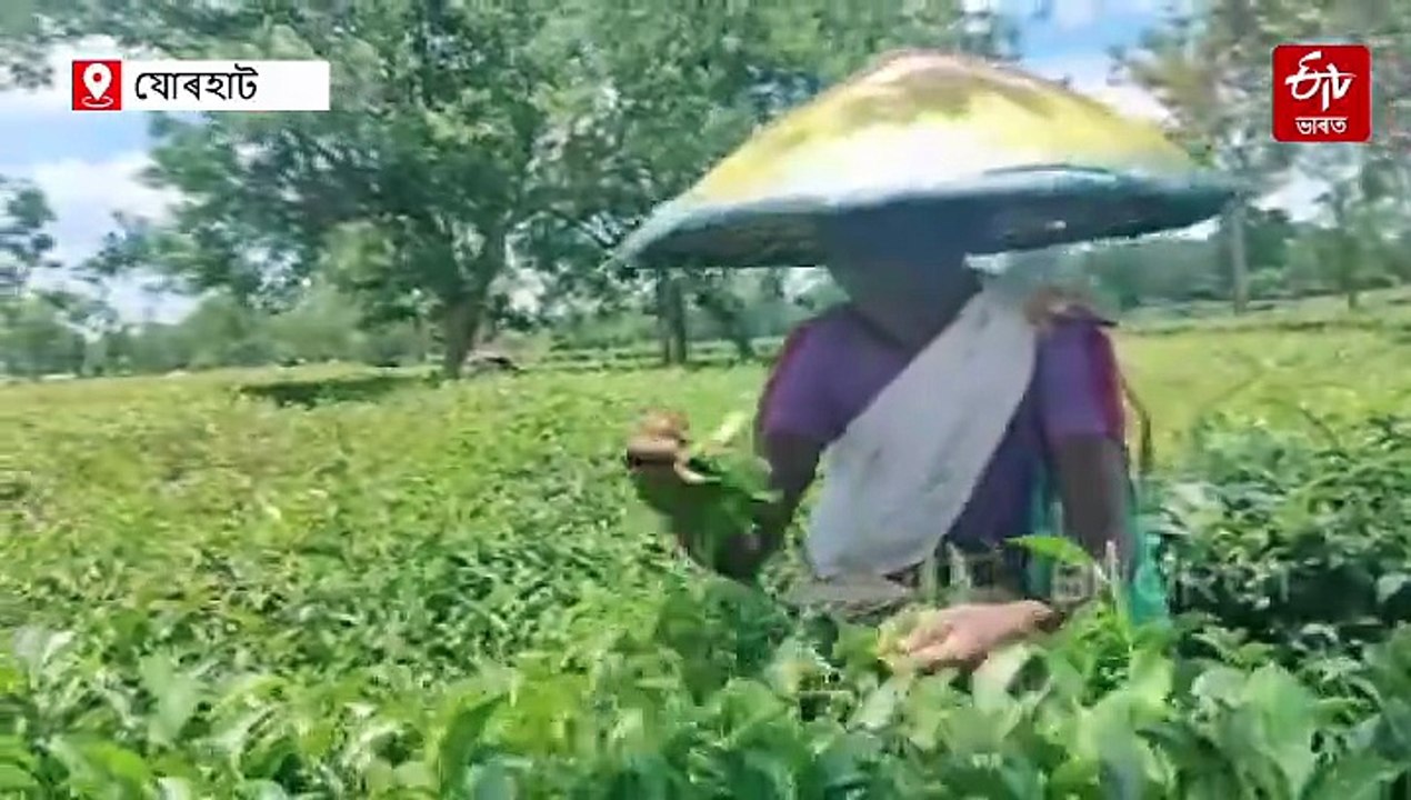 এফালে উৎপাদন হ্ৰাস, আনফালে কেঁচাপাতৰ মূল্যৰ অৱনমন: বিপদত ৰাজ্যৰ ক্ষুদ্ৰ চাহ খেতিয়ক