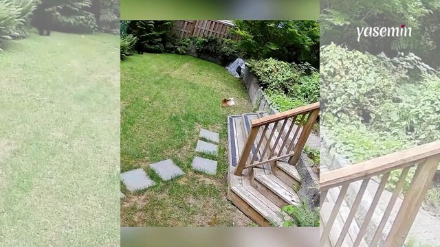 6 kiloluk minik köpeğin kahramanlık anı: Evine giren ayıyı böyle kovaladı!