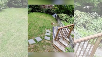 6 kiloluk minik köpeğin kahramanlık anı: Evine giren ayıyı böyle kovaladı!