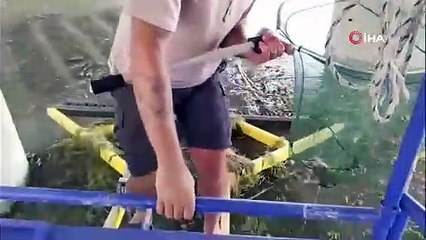 Çaya düşüp hayatta kalma mücadelesi veren yavru kediyi ekipler kurtardı