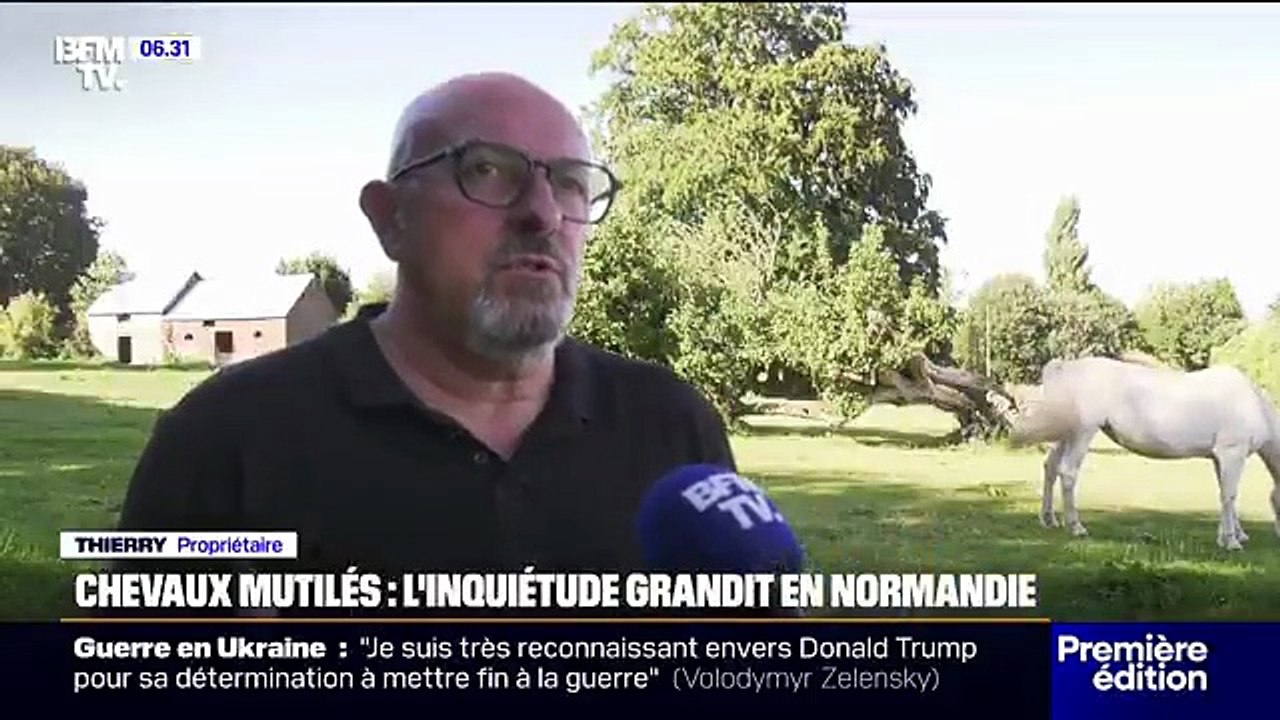 Plusieurs chevaux retrouvés mutilés dans des exploitations de Normandie, une enquête ouverte
