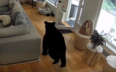 Canada : ce chien minuscule fait fuir un gros ours