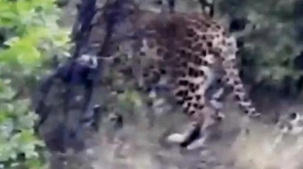 Antalya'da Anadolu parsı görüntülendi