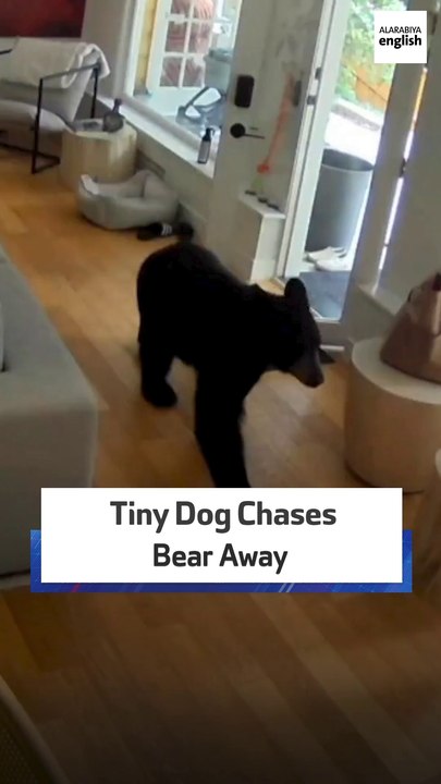 Tiny Dog Chases Bear Away