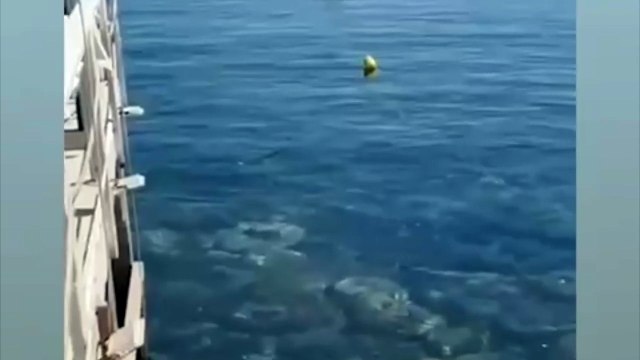 Scilla, Ape Piaggio galleggiante attraversa le acque della costa Viola. Il video diventa virale