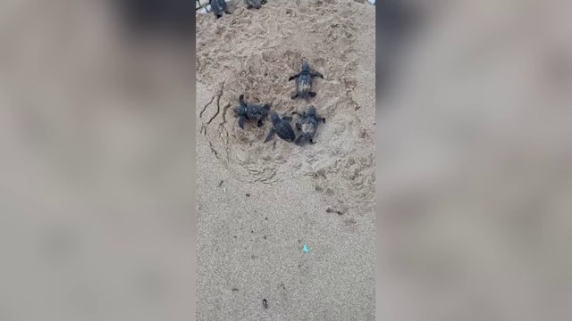 Schiuse le uova, nati 23 piccoli di tartaruga caretta caretta a Sabaudia