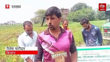 मालवा में पीला सोना मिट्टी में मिलाया, येलो मोजैक वायरस से किसान तबाह