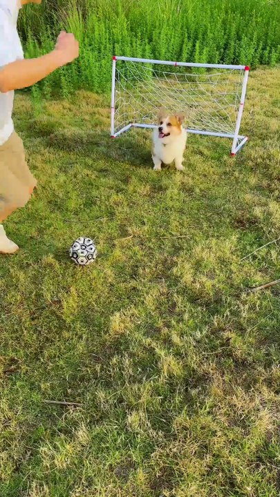Dog playing football
