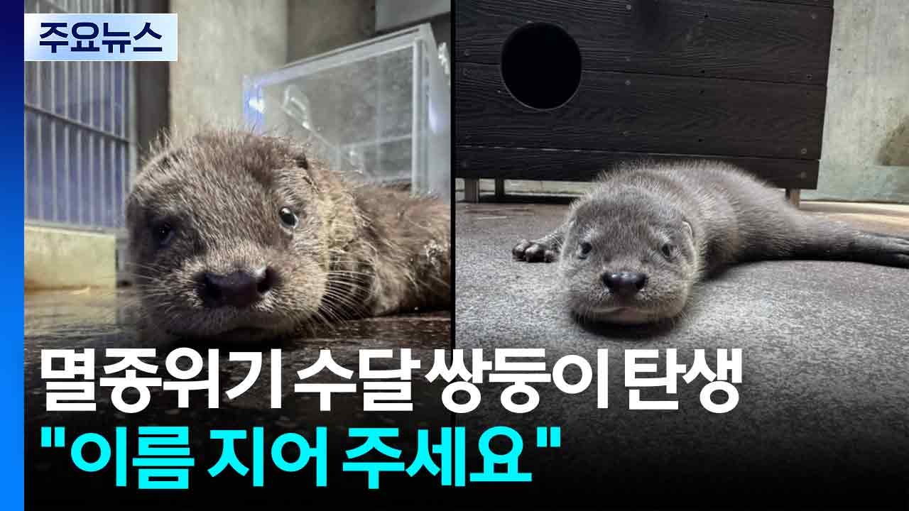 서울어린이대공원, 멸종위기 수달 쌍둥이 탄생..."이름 지어 주세요" / YTN