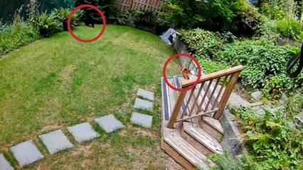 Minik köpek eve giren ayıyı kovaladı