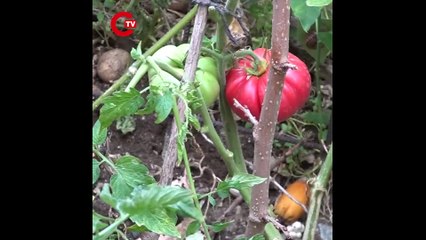 'Samsun'da yetişmez' diyenlere kulak asmadı: 100 ton üretip sattı!