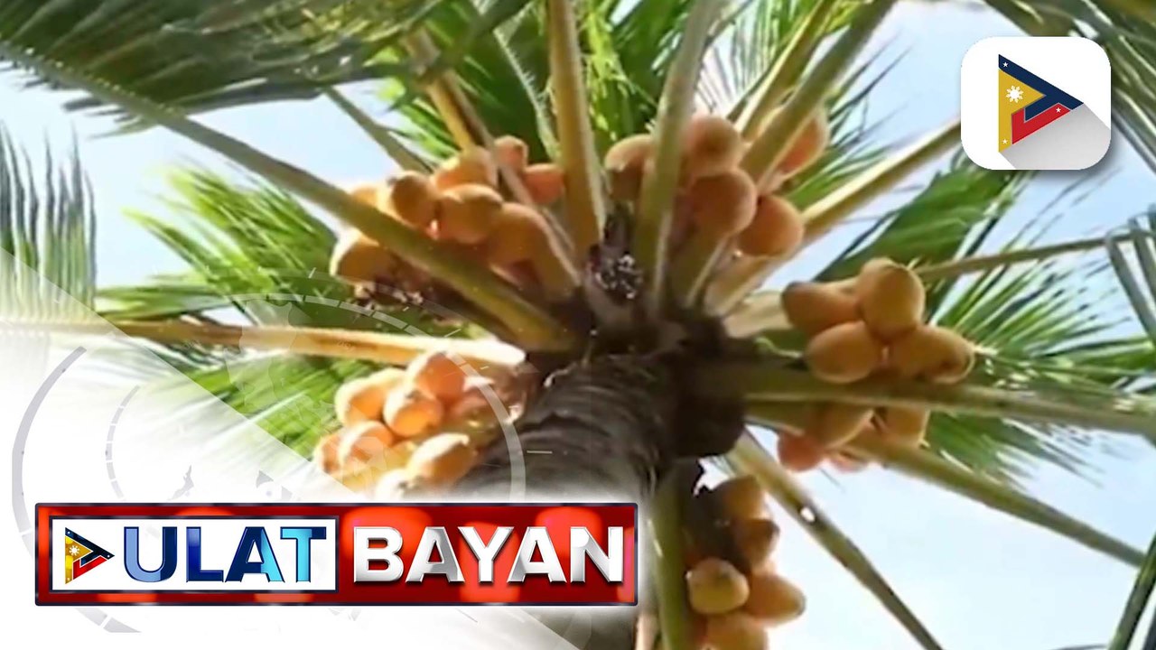 DOST at PCA, tiniyak ang tulong para sa research initiatives para mapalakas ang industriya ng niyog | ulat ni Rod Lagusad