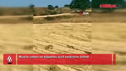 Muş'ta çoban ve köpekler, kurt saldırısını önledi