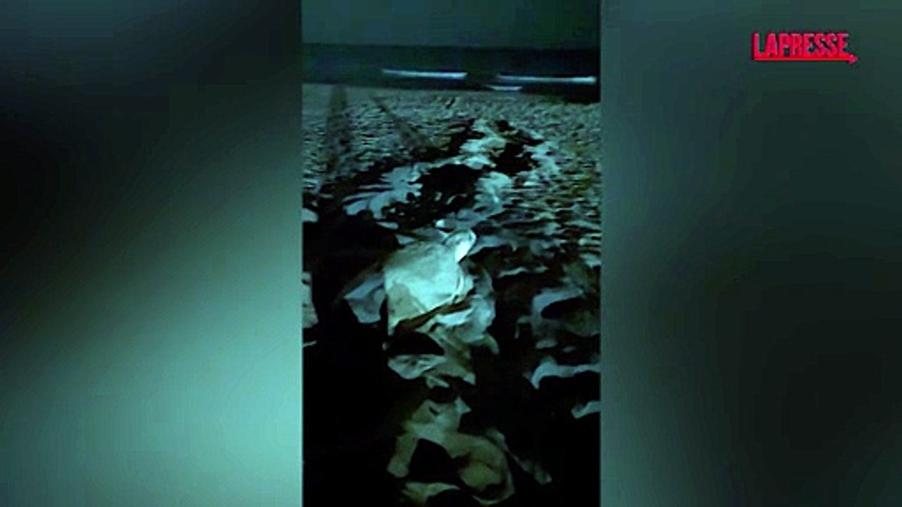 A Sabaudia nate 23 tartarughe marine, a Passoscuro scoperto un nuovo nido: le immagini