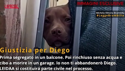 Morte del pitbull Diego, le immagini esclusive della Leidaa: l'animale viveva segregato