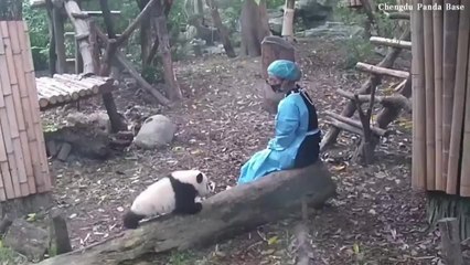 Check Out This Amazing Moment Between a Panda Cub and Her Keeper