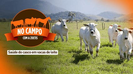 No campo com a Zoetis: saúde do casco em vacas de leite