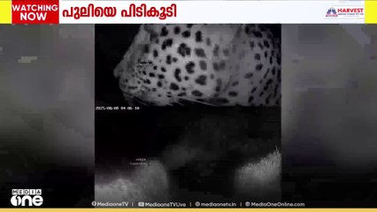 തിരുവനന്തപുരം അമ്പൂരിയിലിറങ്ങിയ പുലിയെ പിടികൂടി