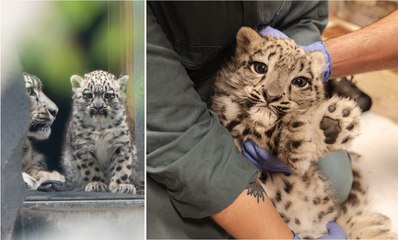 Snow leopard cub at Chester Zoo revealed as female following vet check