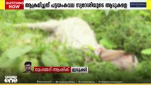 തൊടുപുഴയിൽ തെരുവുനായ ആക്രമണം: മേയാൻ വിട്ട ആടുകളെ നായകൾ കൂട്ടം ചേർന്ന് കടിച്ചുകൊന്നു
