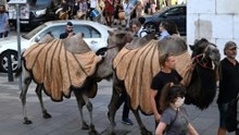 Warum unlängst eine Kamel-Karawane durch Budapest zog