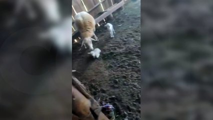 Um carneirinho, dois carneirinhos… cinco carneirinhos! Conheça a história da ovelha que pariu cinco filhotes