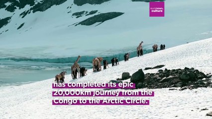 The Herds: Life-sized animal puppets complete epic 20,000km climate crisis journey