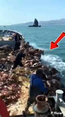 قنديل البحر مشروع مربح في الصين!  Jellyfish is a profitable project in China!