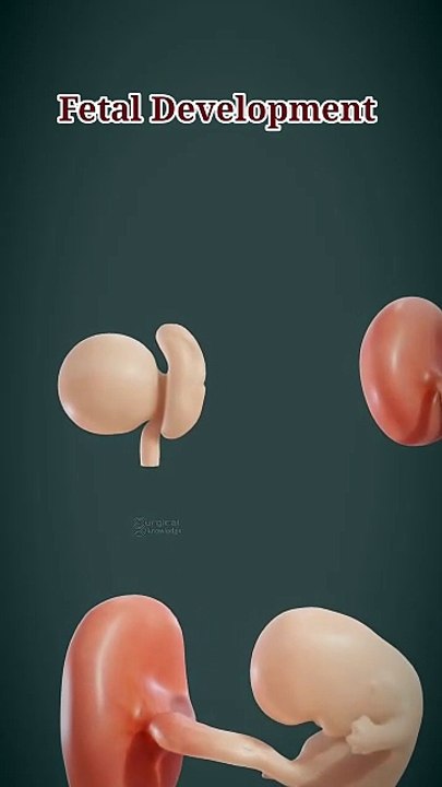 Fetal development