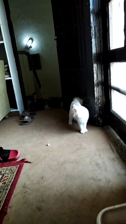 Cute Naughty Cat