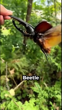 5 Animals With Superpowers #facts #amazingfacts #animals #animalfacts #shorts #funfacts