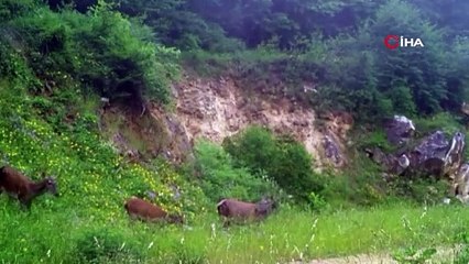 Fotokapana yakalandılar! Görmek herkese kısmet olmaz