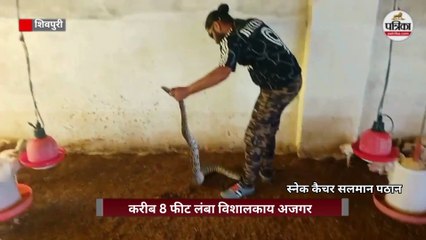 मुर्गे निगलकर कुंडली मारकर बैठे अजगर ने कुछ देर बाद किया 'सरेंडर'