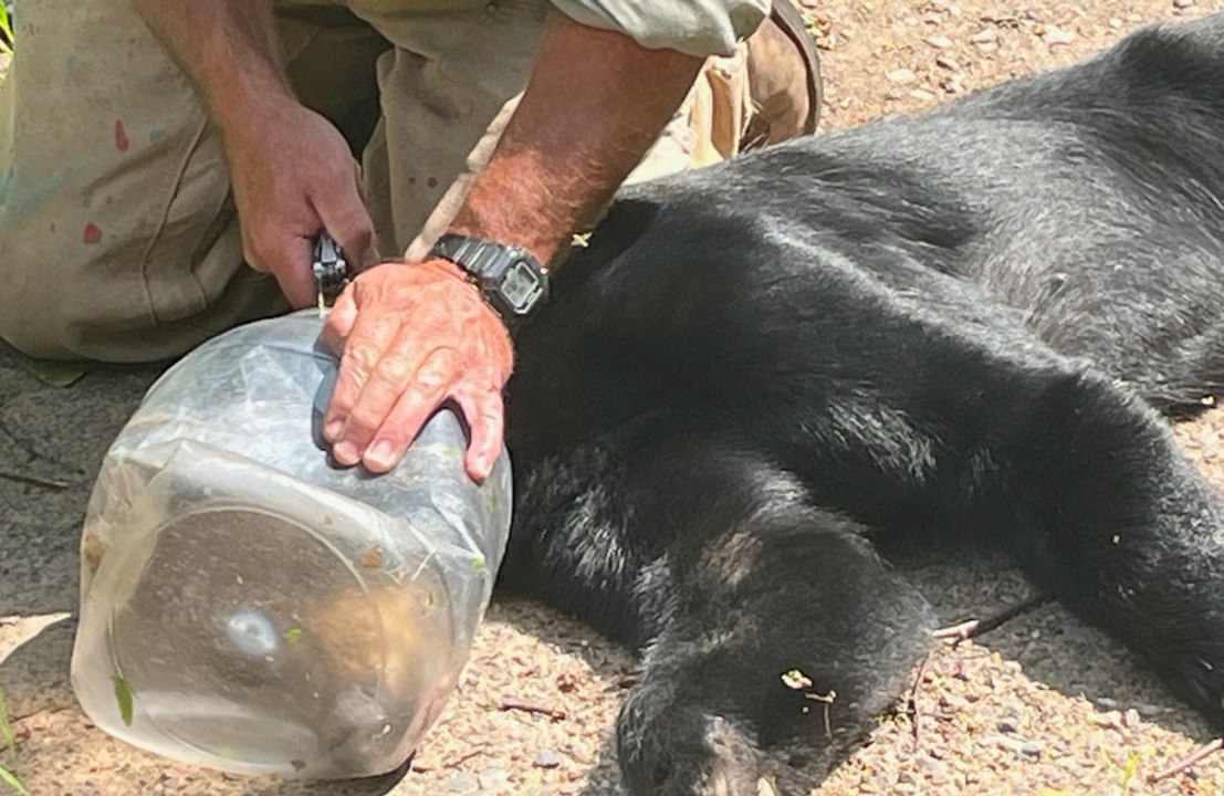 Bear has head trapped in jar
