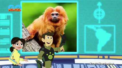 Kratt Kardeşler Kolajı _ Hayvanlar, Macera, Keşif! 🦁🦓🦜Özel Kolaj