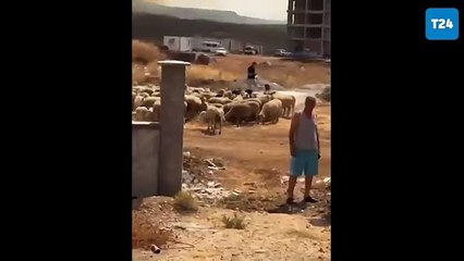 Çanakkale yangınında hayvanlarıyla sığınmak isteyen vatandaş, siteye alınmadı!