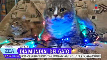 Hoy 8 de agosto se celebra el Día Mundial del Gatito | Noticias con Francisco Zea