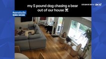Lulu da Pomerânia expulsa urso que invadiu casa no Canadá