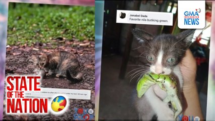 International Cat Day, ipinagdiriwang | SONA