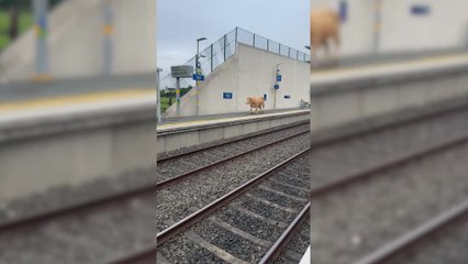 Noisy Cow Disrupts Morning Commute at Dublin Station