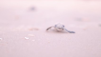 Endangered Sea Turtles Race to the Sea at Sunset