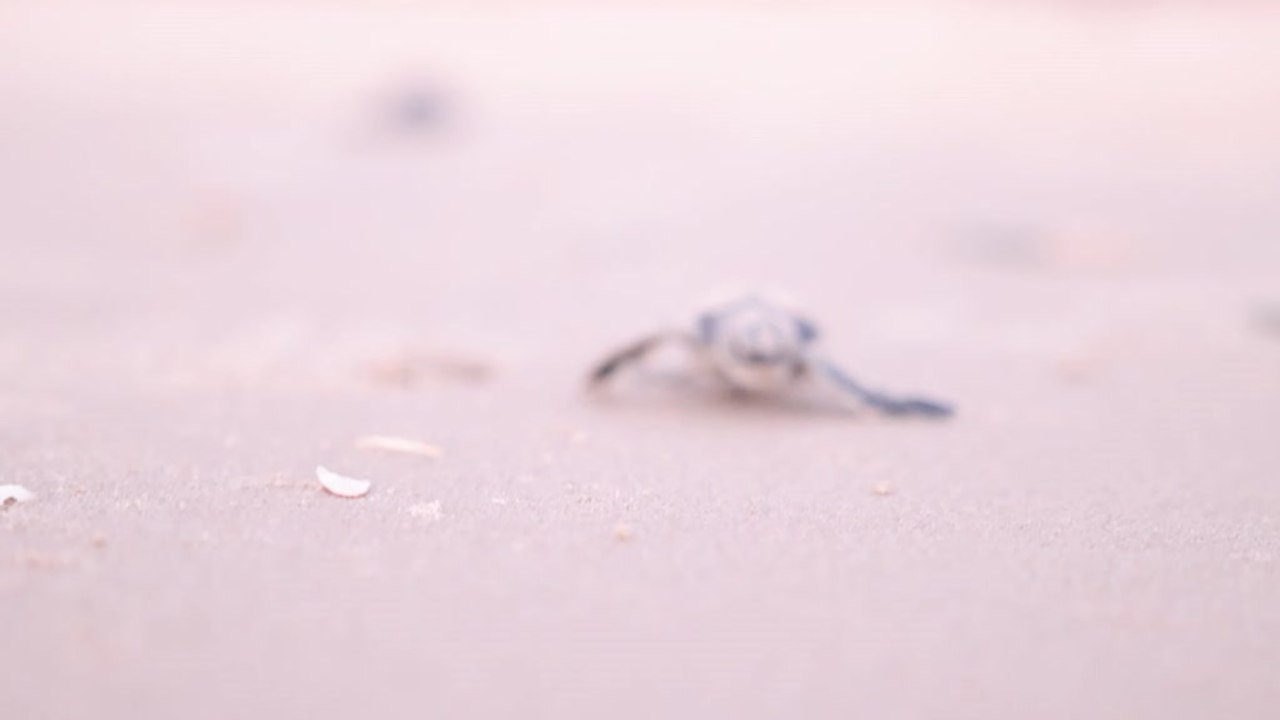 Endangered Sea Turtles Race to the Sea at Sunset