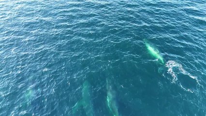 Whales Show off in Sydney