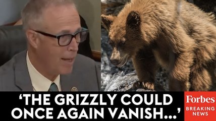 Jared Huffman Skewers GOP Bill That Would Remove Grizzly Bear From Endangered Species List
